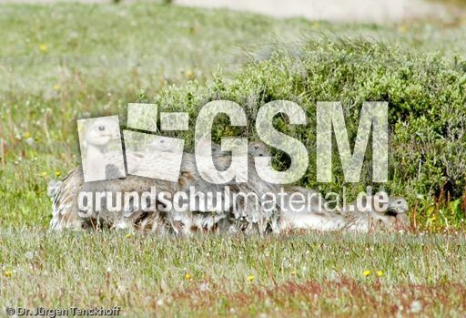 Nandu (15 von 15).jpg